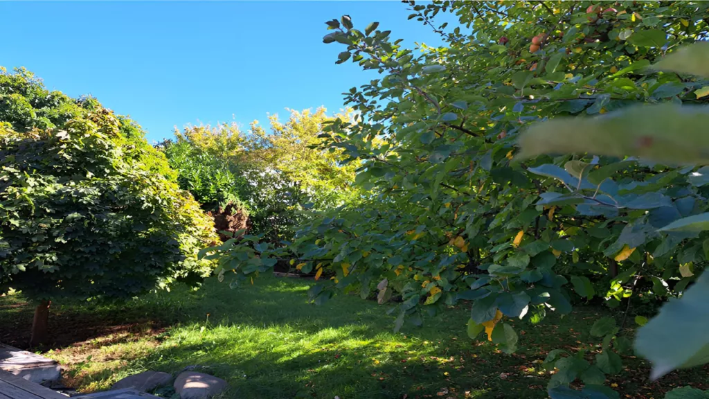 Kaulich und Hofmann - Garten